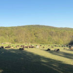 FF Laab im Walde: 200 Schafe auf Abwegen