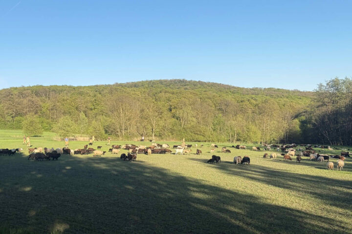 FF Laab im Walde: 200 Schafe auf Abwegen
