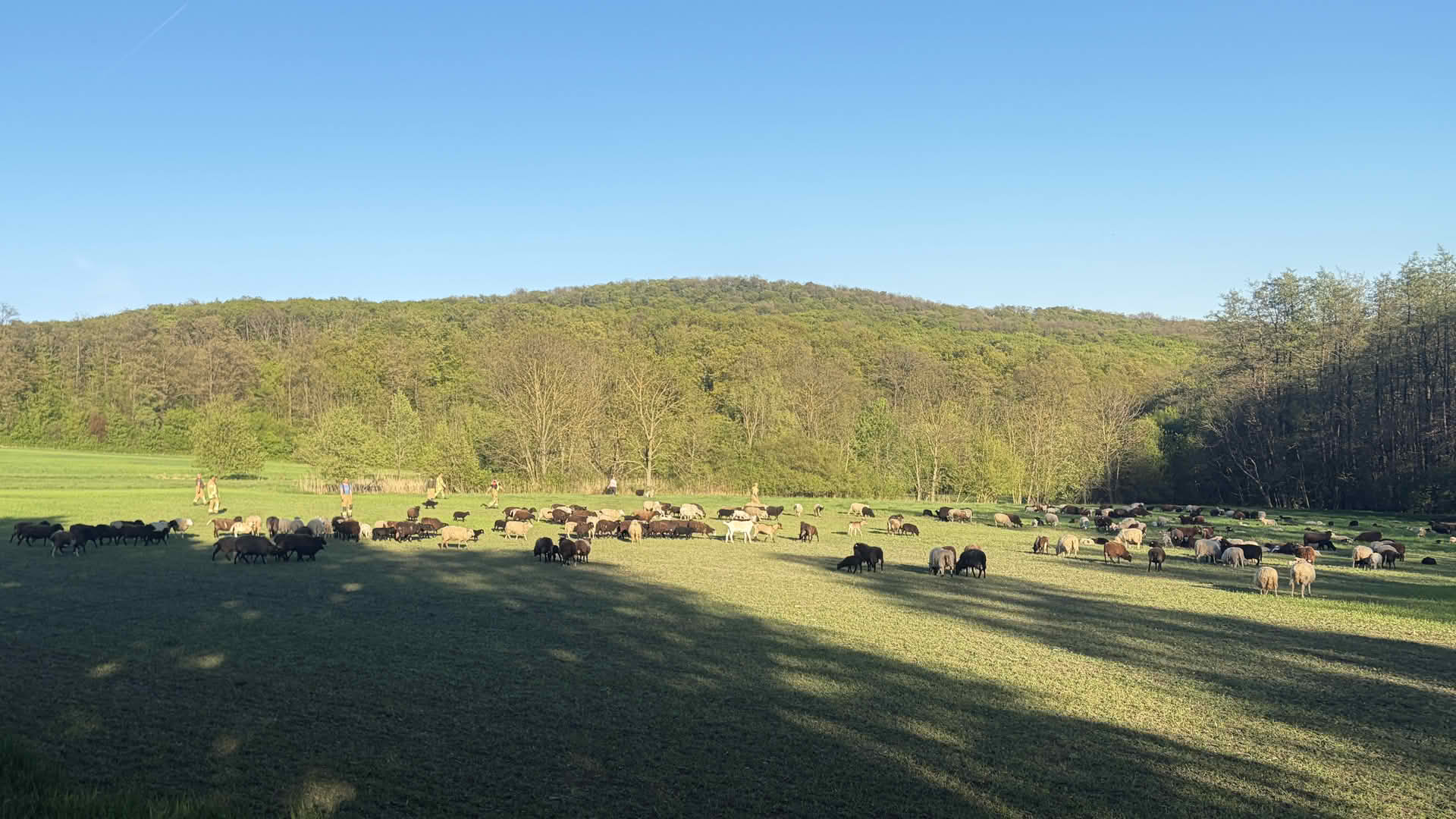 FF Laab im Walde: 200 Schafe auf Abwegen