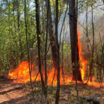 BFKDO Baden: Passanten entdecken Waldbrand