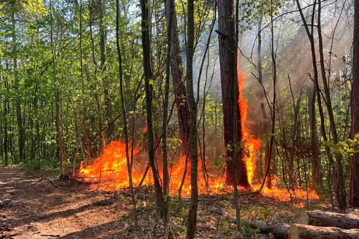 BFKDO Baden: Passanten entdecken Waldbrand