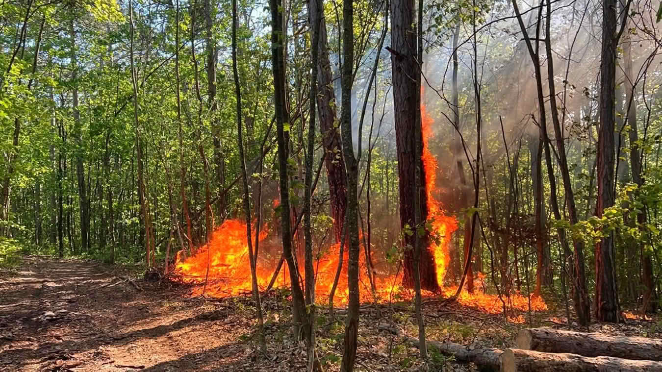 BFKDO Baden: Passanten entdecken Waldbrand