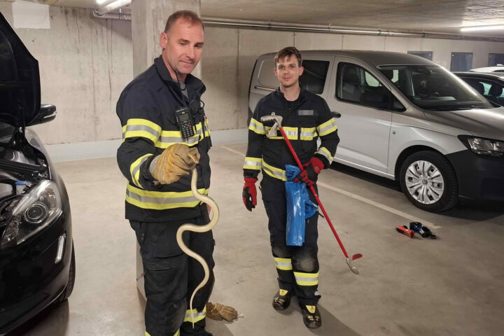FF Kapfenberg-Diemlach: Schlange verirrte sich in ein Fahrzeug