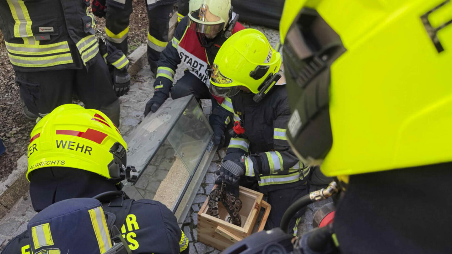 Feuerwehren retten zwei Pythons aus brennendem Wohnhaus