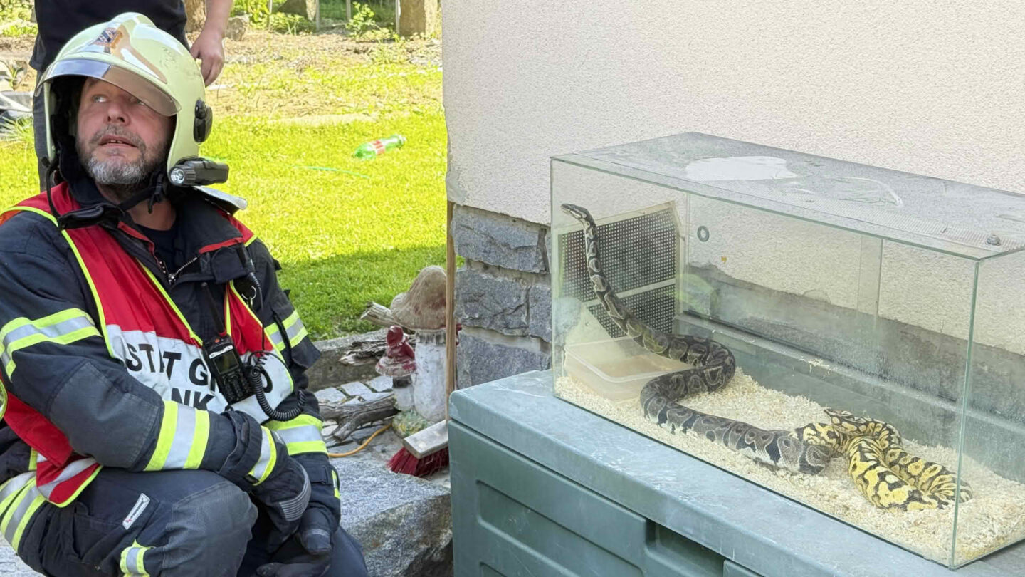 Feuerwehren retten zwei Pythons aus brennendem Wohnhaus