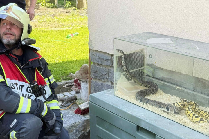 BFKDO Gmünd: Zwei Pythons aus verrauchten Wohnräumen gerettet