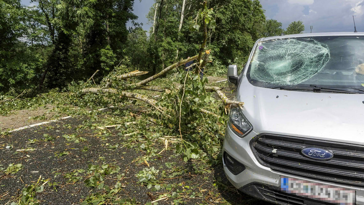 Unwetter entwurzelte Dutzende BĂ€ume