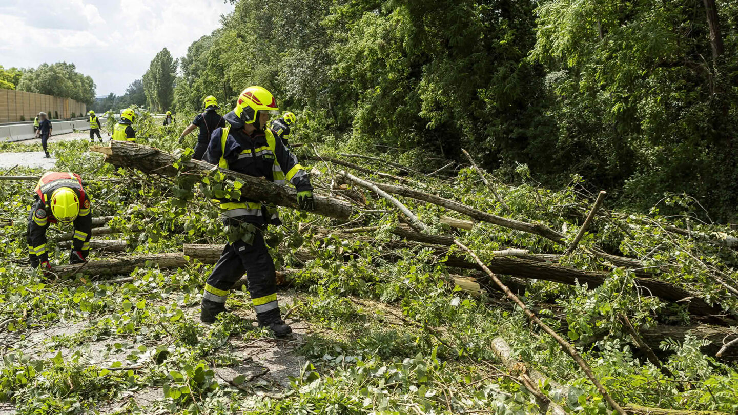 Unwetter entwurzelte Dutzende BĂ€ume