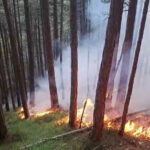 BFKDO Wiener Neustadt: Waldbrand in Gutenstein