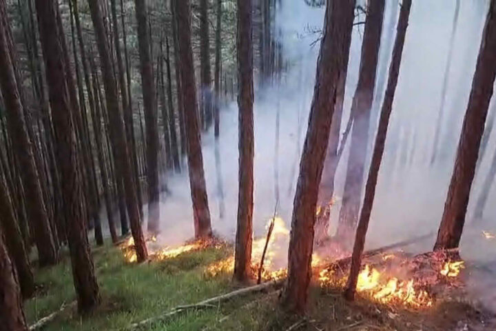 BFKDO Wiener Neustadt: Waldbrand in Gutenstein