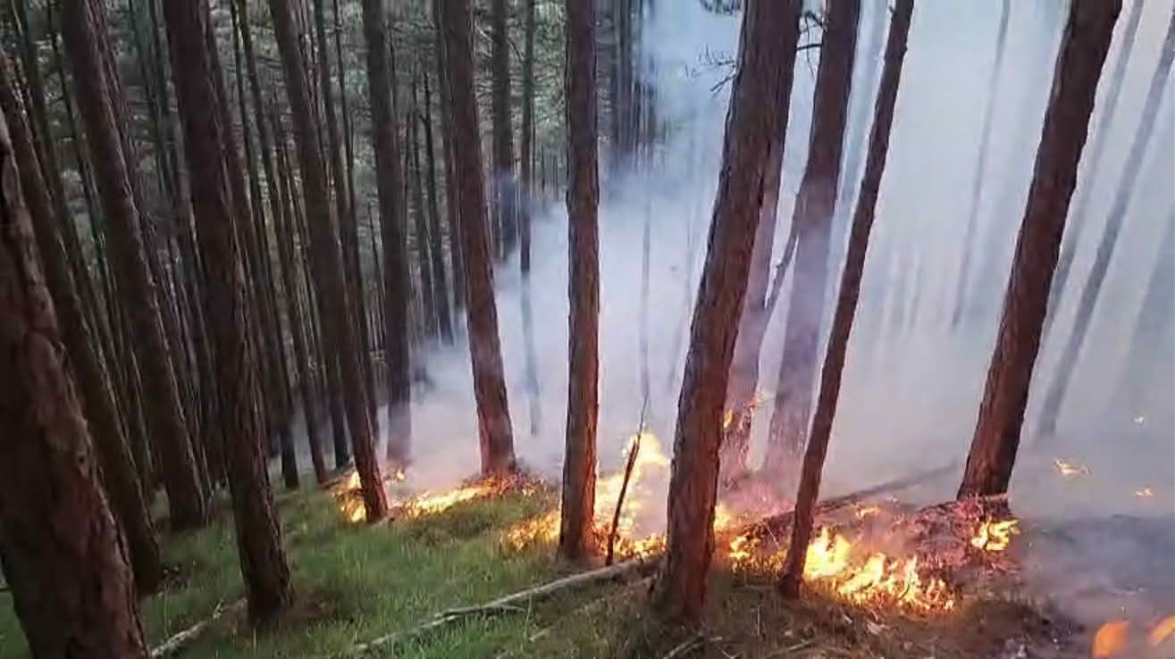 BFKDO Wiener Neustadt: Waldbrand in Gutenstein