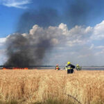 BFK Neusiedl am See: Vegetationsbrand in Wallern greift auf Windschutzgürtel über