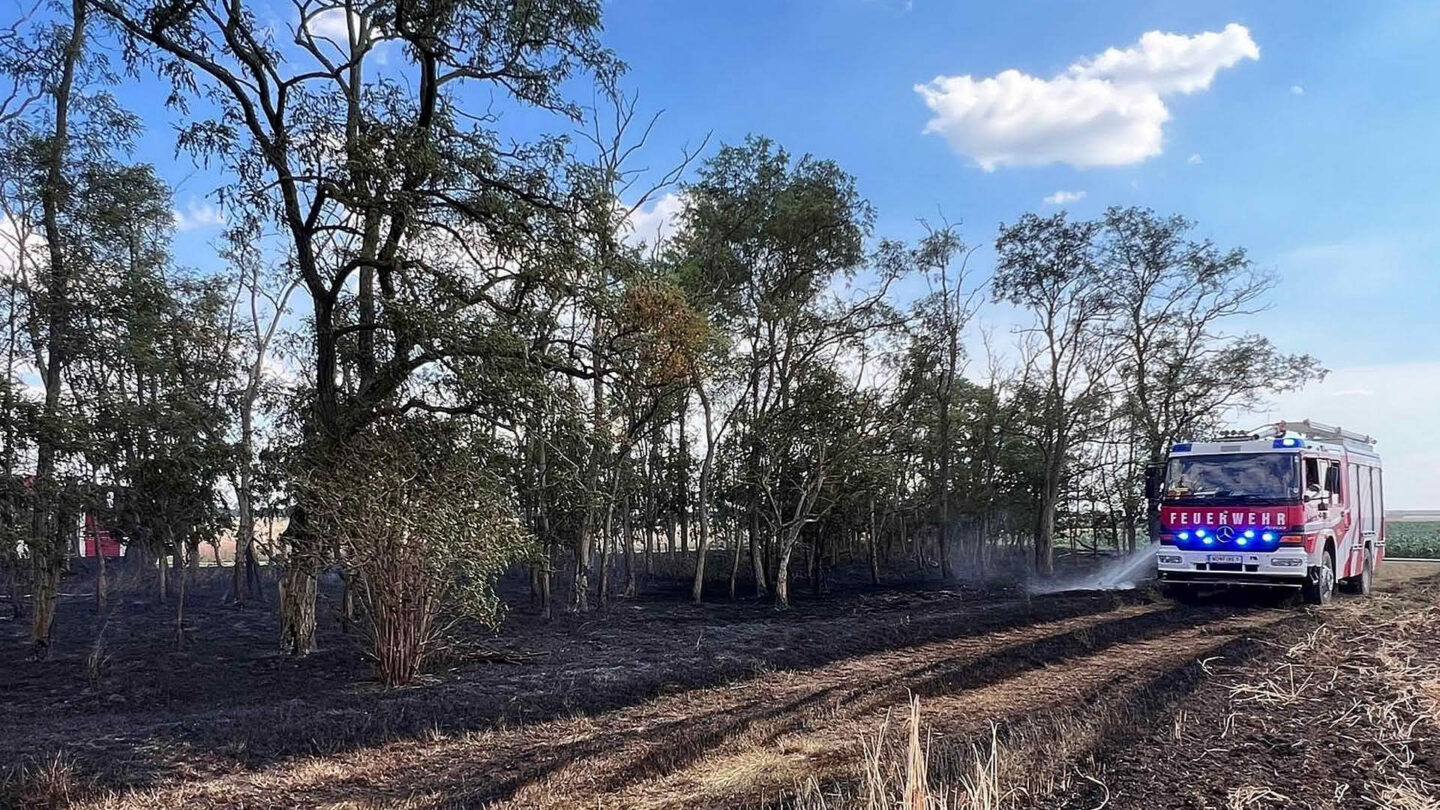 Vegetationsbrand greift auf Windschutzgürtel über
