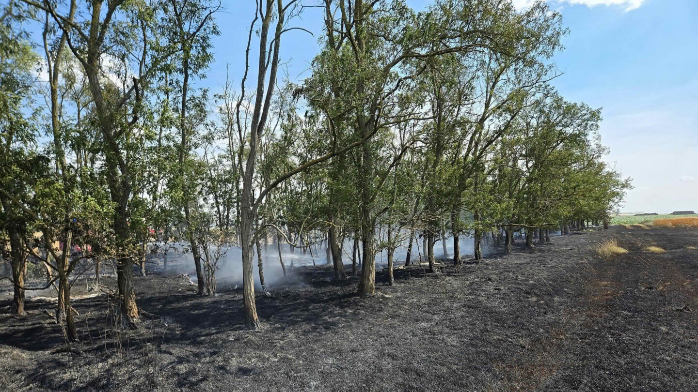 Vegetationsbrand greift auf Windschutzgürtel über
