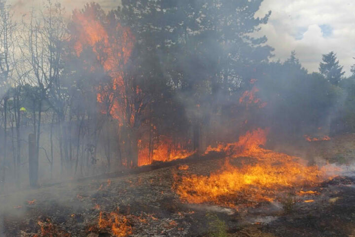FF Felixdorf: Vegetationsbrand in der Neugasse rasch unter Kontrolle gebracht