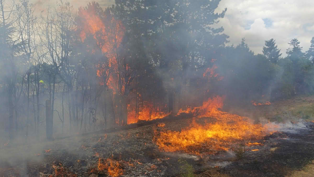 Vegetationsbrand in der Neugasse