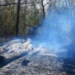 Großbrand in der Wiener Lobau bei Eßlinger Furt: Brand aus