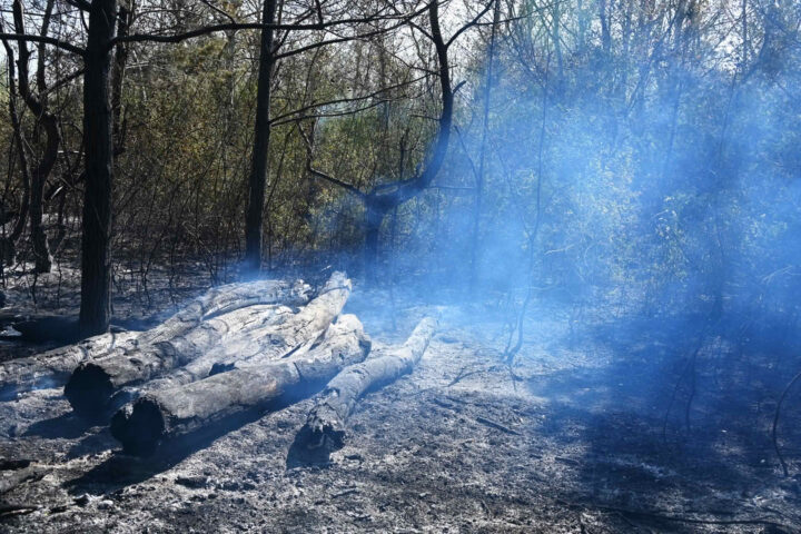 Großbrand in der Wiener Lobau bei Eßlinger Furt: Brand aus