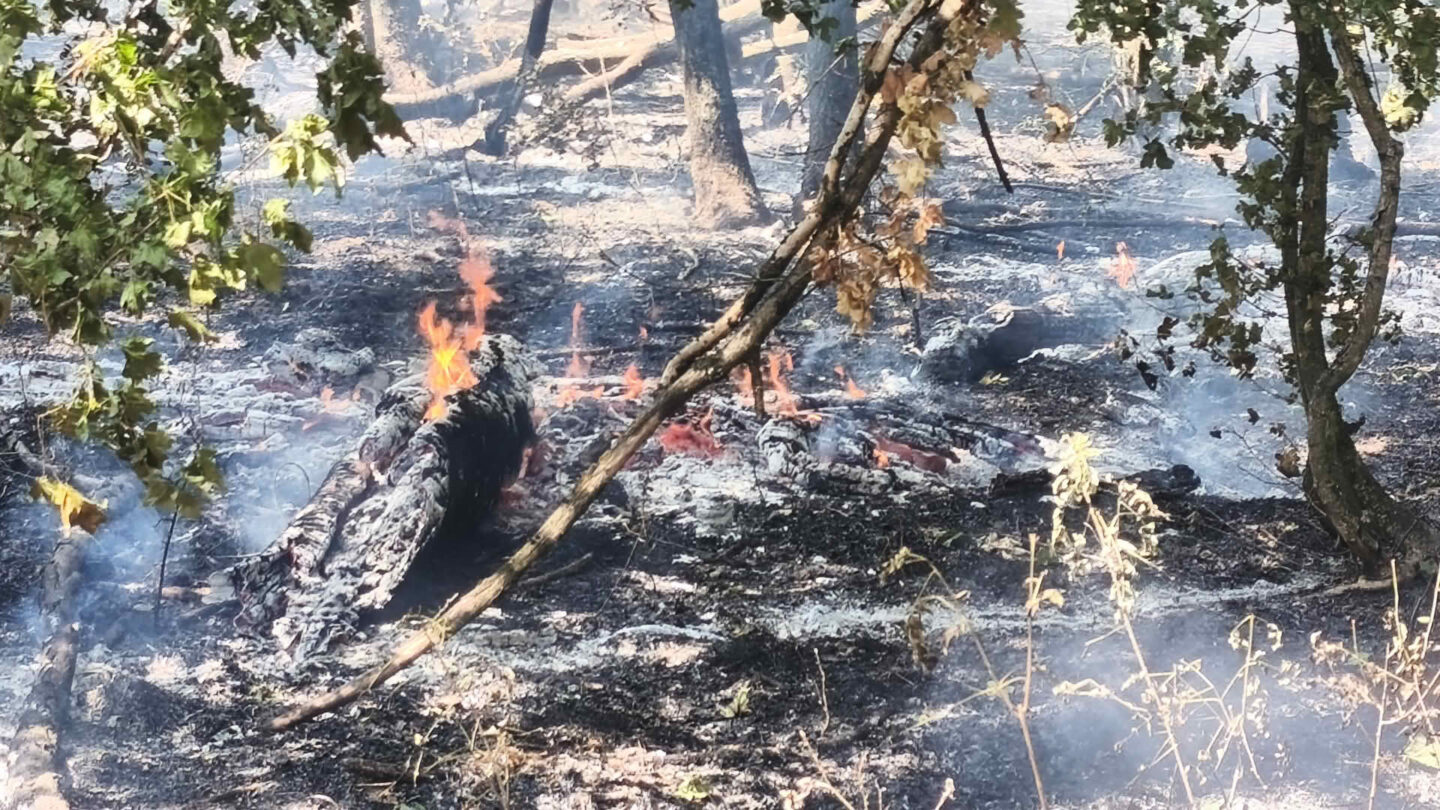 Vegetationsbrand im Raum Neusiedl an der Zaya