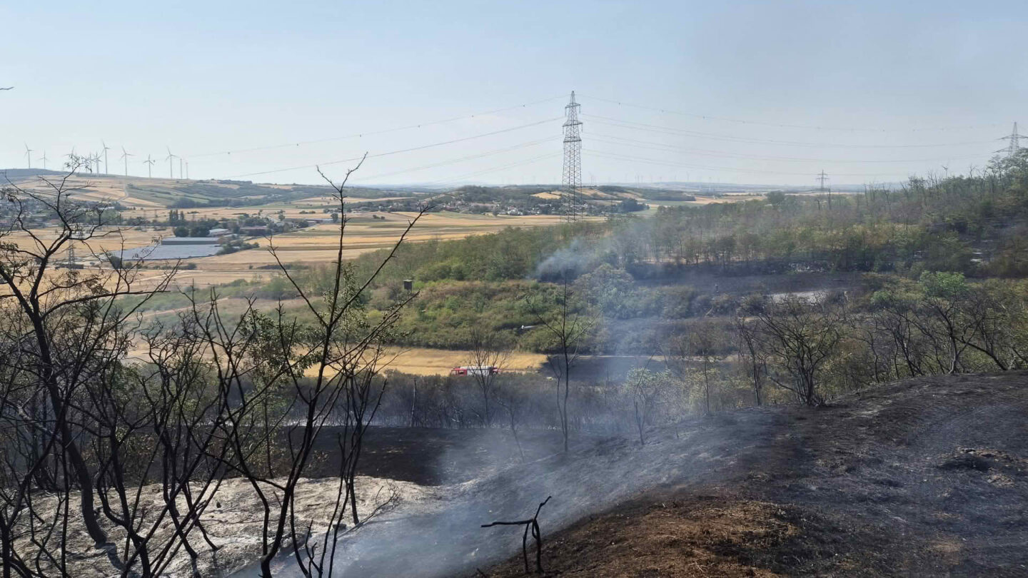 Vegetationsbrand im Raum Neusiedl an der Zaya