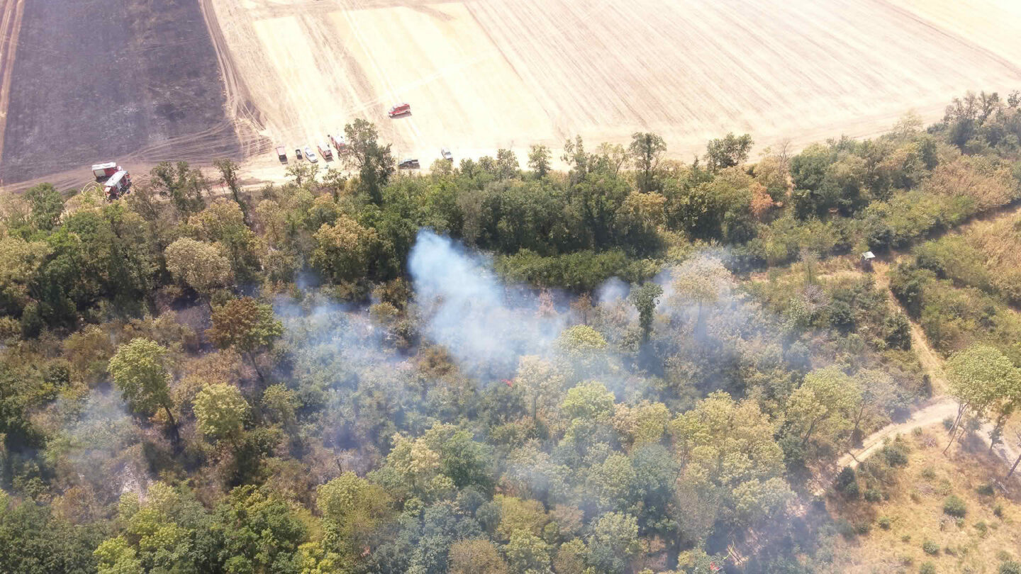 Vegetationsbrand im Raum Neusiedl an der Zaya