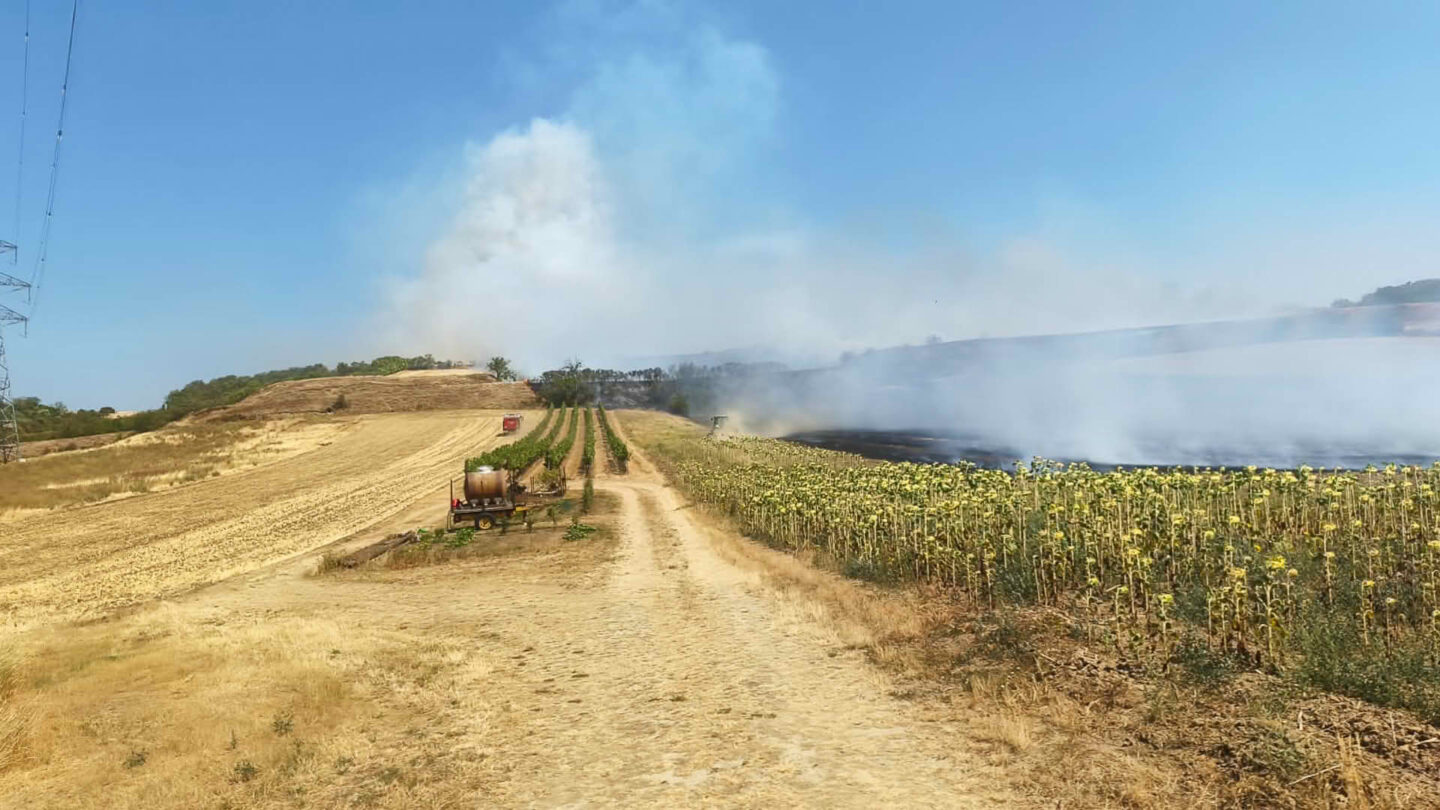 Vegetationsbrand im Raum Neusiedl an der Zaya