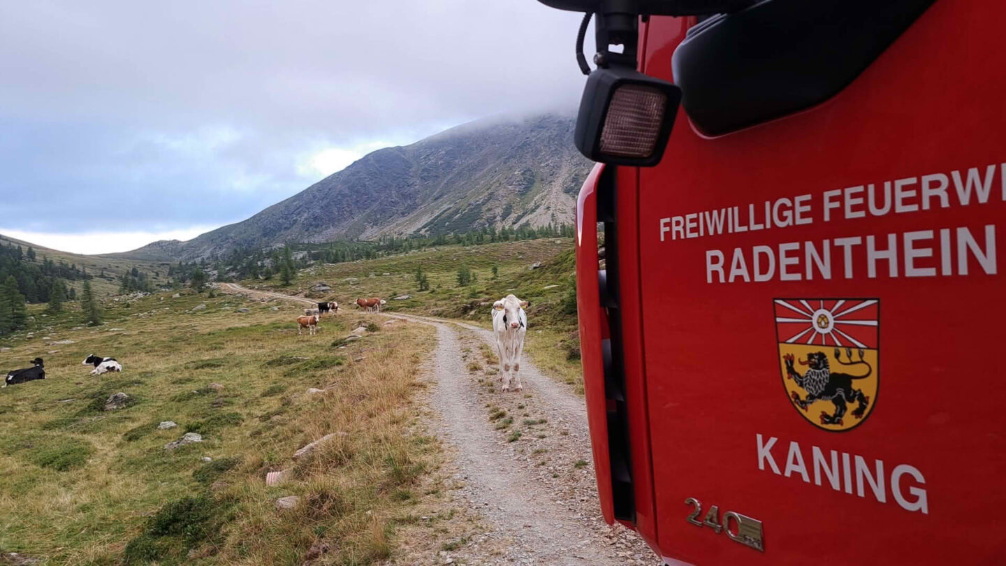 AFK Millstatt – Radenthein: Tierrettung im Bereich Koflachalm / Kaning