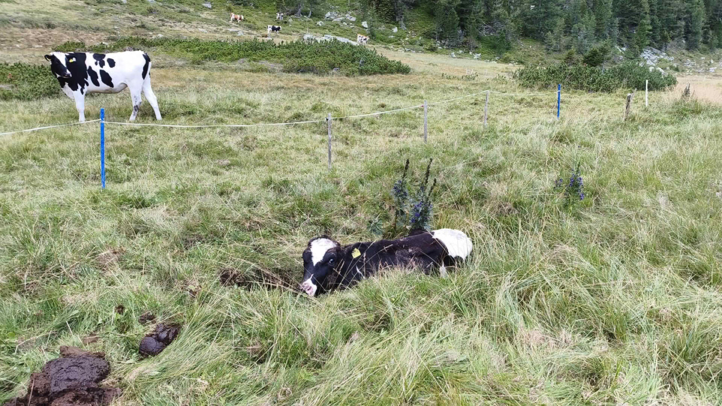 Tierrettung im Bereich Koflachalm