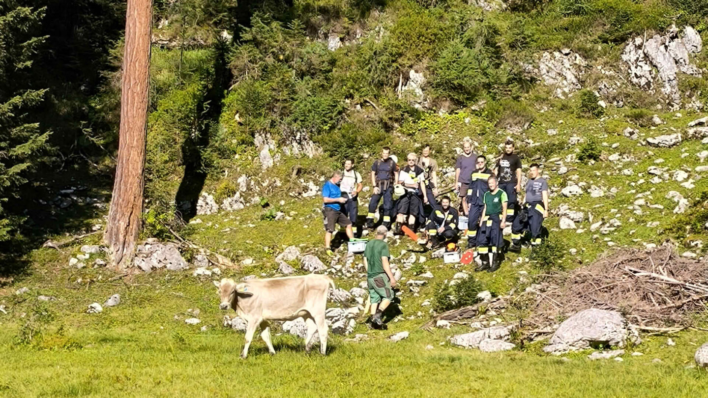 Kalb aus Felswand gerette