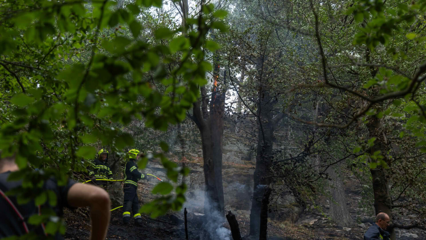 Feuerwehren bekämpfen Waldbrand bei Dürnstein