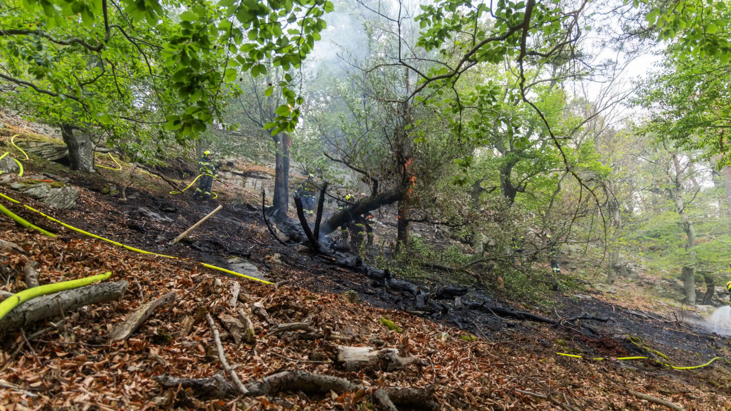 Feuerwehren bekämpfen Waldbrand bei Dürnstein