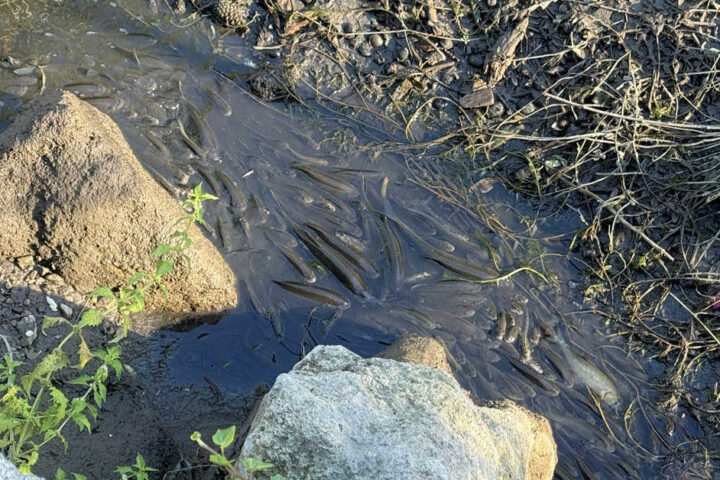BFKDO Baden: Feuerwehr rettet Fische im fast ausgetrockneten Mühlbach