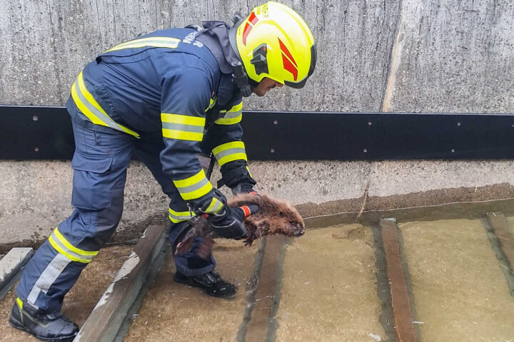 FF Bad Goisern: Biber aus Betonschacht gerettet